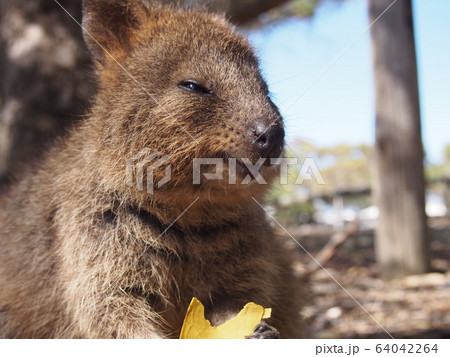 クォッカ 64042264