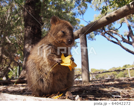 クォッカ 64042272