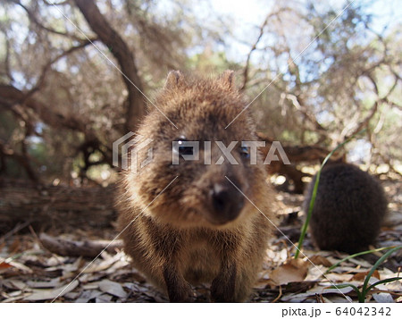 クォッカ 64042342