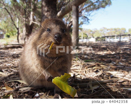 クォッカ 64042358