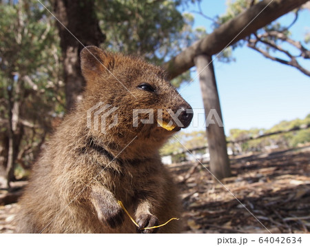 クォッカ 64042634