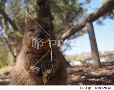 クォッカ 64042638