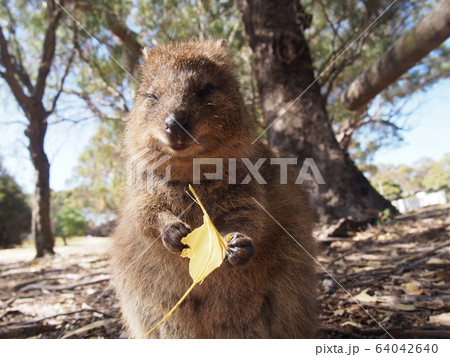 クォッカ 64042640