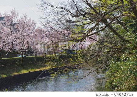 公園に咲く桜の花 64042718