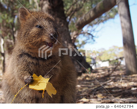 クォッカ 64042794