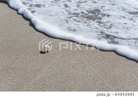波打ち際の貝殻 波打ち際の貝殻 64043995