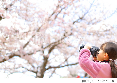 写真に夢中　桜　少女 64044110