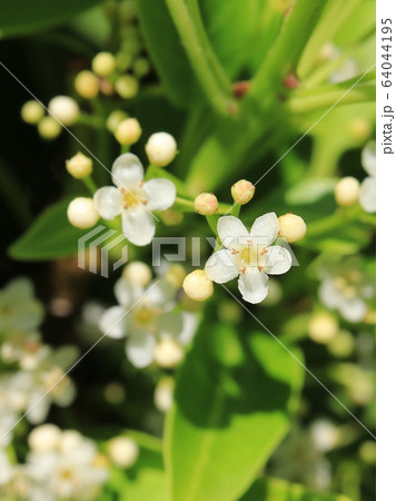 ソヨゴの花 雄花 の写真素材