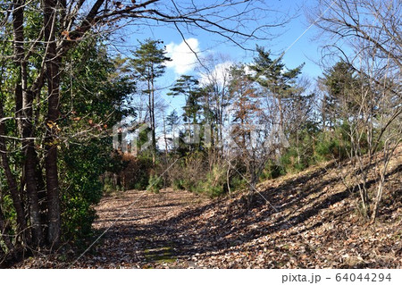 冬の秩父ミューズパーク 昆虫の森散策路 冬の秩父ミューズパーク 昆虫の森散策路 64044294