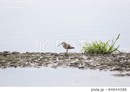 Long billed dowitcher Long billed dowitcher 64044386