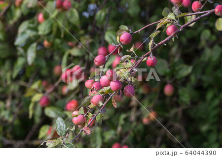 red crabapples tree 64044390