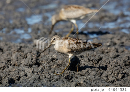 Long billed dowitcher 64044521