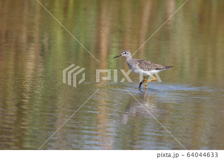 Greater yellowlegs bird Greater yellowlegs bird 64044633