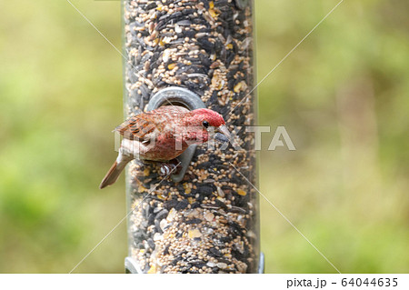 Male Purple finch 64044635