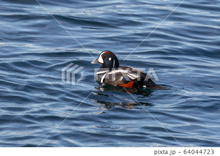 Harlequin duck 64044723