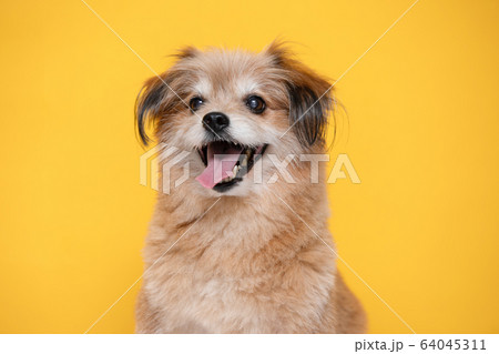 Mix breed happy dog smile and cheerful on yellow background 64045311
