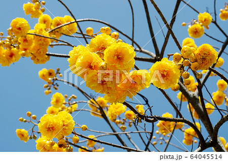 booming of Cochlospermum regium with blue sky booming of Cochlospermum regium with blue sky 64045514
