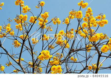 booming of Cochlospermum regium with blue sky booming of Cochlospermum regium with blue sky 64045516