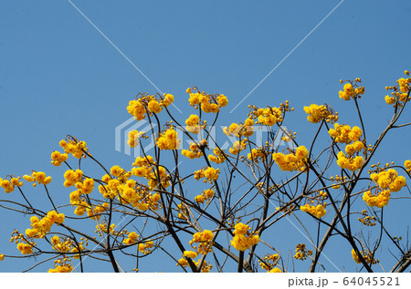 booming of Cochlospermum regium with blue sky booming of Cochlospermum regium with blue sky 64045521