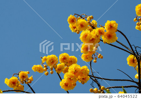 booming of Cochlospermum regium with blue sky 64045522