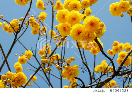 booming of Cochlospermum regium with blue sky booming of Cochlospermum regium with blue sky 64045523