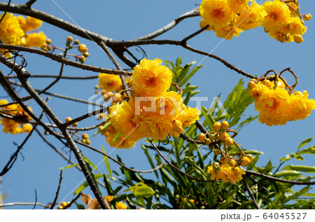 booming of Cochlospermum regium with blue sky booming of Cochlospermum regium with blue sky 64045527