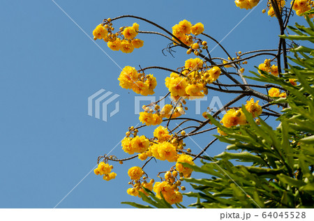 booming of Cochlospermum regium with blue sky booming of Cochlospermum regium with blue sky 64045528
