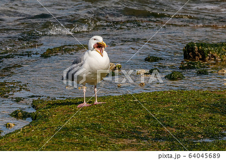 A seagull attempts to swallow a starfish A seagull attempts to swallow a starfish 64045689
