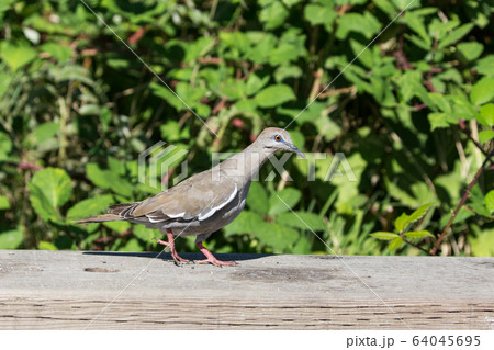 white winged Dove 64045695