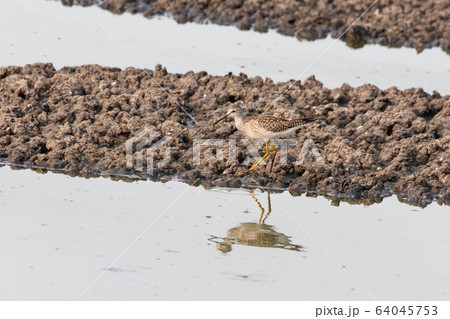 Greater yellowlegs bird Greater yellowlegs bird 64045753