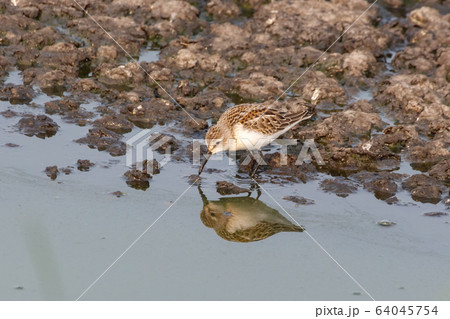 western sandpiper bird 64045754