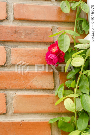 Red Climbing and Rambler Roses on Brick wall Red Climbing and Rambler Roses on Brick wall 64046079