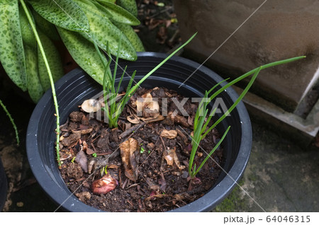 Sprout onion or shallots growing in the pot Sprout onion or shallots growing in the pot 64046315