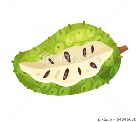 Guanabana or Soursop Fruit Showing Creamy White Flesh and Black Seeds Vector Illustration Guanabana or Soursop Fruit Showing Creamy White Flesh and Black Seeds Vector Illustration 64046620