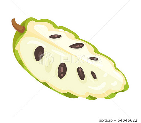 Guanabana or Soursop Fruit Showing Creamy White Flesh and Black Seeds Vector Illustration Guanabana or Soursop Fruit Showing Creamy White Flesh and Black Seeds Vector Illustration 64046622