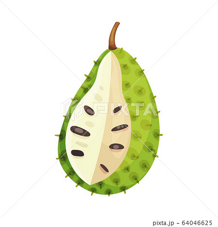 Soursop Fruit or Guanabana Showing Creamy White Flesh and Black Seeds Vector Illustration Soursop Fruit or Guanabana Showing Creamy White Flesh and Black Seeds Vector Illustration 64046625