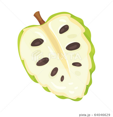 Soursop Fruit or Guanabana Cross Section Showing Creamy White Flesh and Black Seeds Vector Illustration Soursop Fruit or Guanabana Cross Section Showing Creamy White Flesh and Black Seeds Vector Illustration 64046629