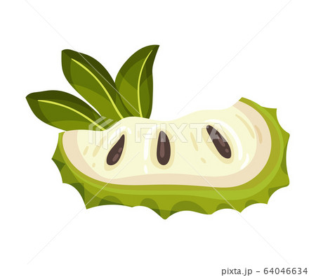 Slice of Soursop Fruit or Guanabana with Dark Green Rind Covered with Thick Thorns Vector Illustration Slice of Soursop Fruit or Guanabana with Dark Green Rind Covered with Thick Thorns Vector Illustration 64046634