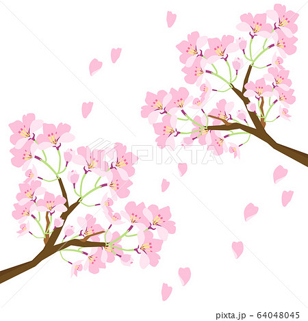 桜の花びらが散っているイラストのイラスト素材
