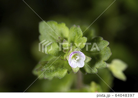 イヌノフグリ イヌノフグリ 64048397