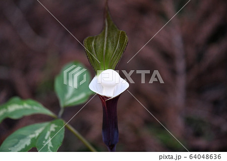 雪餅草の花 雪餅草の花 64048636