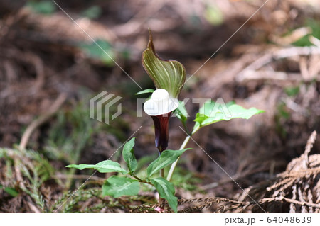 雪餅草の花 64048639