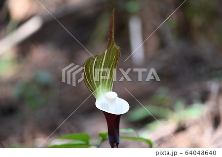 雪餅草の花 64048640