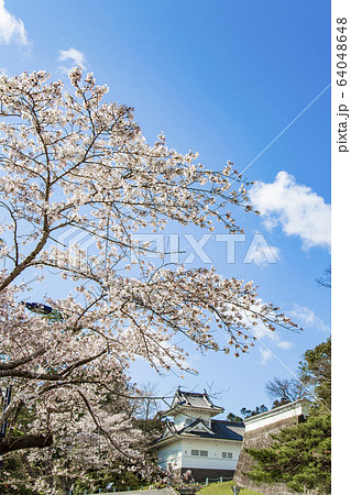 仙台市　桜　さくら　青葉城址 64048648