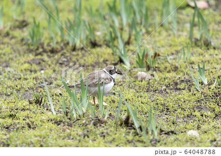 コチドリ 64048788