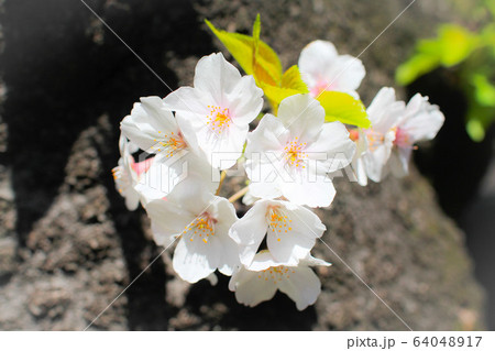 桜 64048917