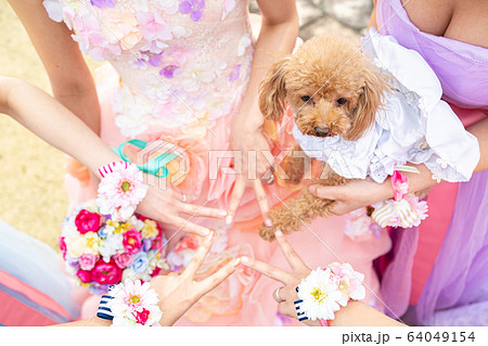 ブライダル イメージ ブライダルフォト ブライダル イメージ ブライダルフォト 64049154