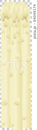 White asparagus 64049174