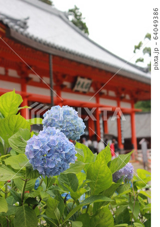 あじさい あじさい 64049386