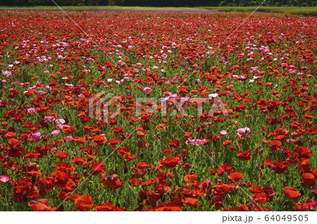 ポピーの花畑 64049505